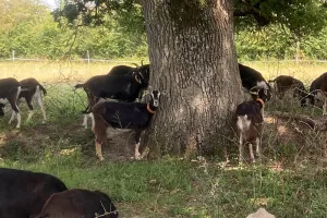 Opération de Ferme en Ferme à la Piloterie