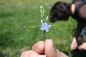 Les plantes et les bords des chemins