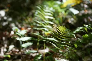 À la découverte des plantes sauvages