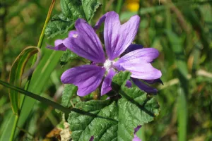 DÉCOUVREZ LES BIENFAITS DES PLANTES SAUVAGES