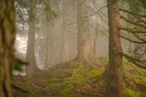 Forum du bois et de la forêt