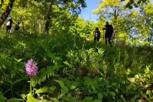 Balade découverte des orchidées sauvages