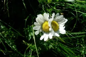 L'ABC DU HAUT-MINERVOIS - BIODIVERSITÉ DES JARDINS