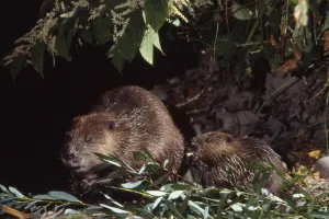 Observation du Castor : se faire tout petit pour voir plus grand