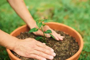 Troc de plants de légumes et fleurs