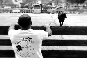 Course de vaches