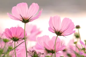 Fête des plantes et de la biodiversité à Clédat