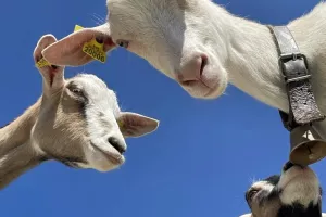 Visite de la ferme de la fruitière