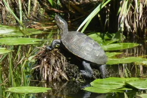 Découverte - La très discrète Cistude d'Europe