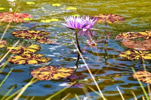 À la découverte des fleurs (II) : Bord de Meuse, lisière, rochers