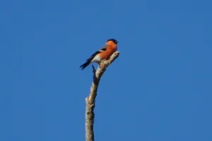 Balade nature oiseaux