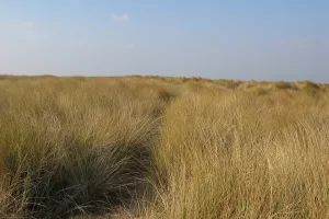 Sortie nature : Les dunes, en soirée