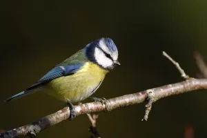 Formation aux oiseaux des jardins : découverte des oiseaux des jardins en hiver - 1/2 journée