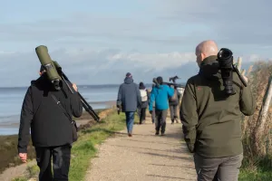 Formation aux oiseaux du littoral : l'identification des limicoles (niveau perfectionnement))