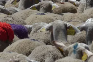 TRANSHUMANCE AU MONT LOZÈRE