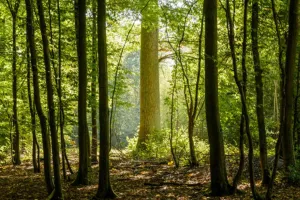 Jeu de piste en forêt
