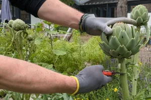 Jardinons ! Atelier "Cultiver ses légumes perpétuels"