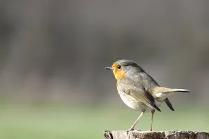 Visite "Le chant des oiseaux"
