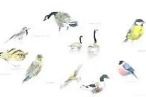 Initiation à l'aquarelle naturaliste