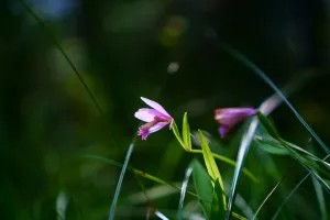 Sortie Nature : Orchidées des Chaumes d'Avon