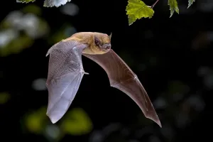 Nuit internationale de la chauve-souris