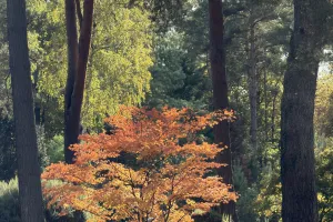 Crépuscules flamboyants