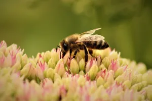 L'ABC DU HAUT-MINERVOIS - ANIMATION POLLINISATEURS
