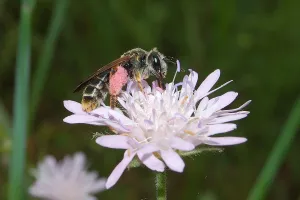 Abeilles & fleurs des champs