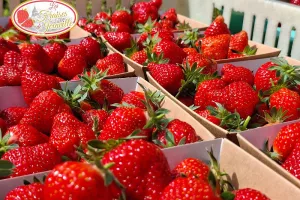 Fête de la fraise
