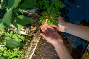 Atelier journée cueillette et cuisine de plantes sauvages