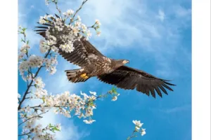 Animation Chouettes et Hiboux