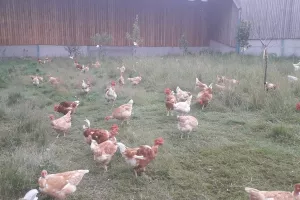 Secrets d’élevage : une immersion grandeur nature à la ferme