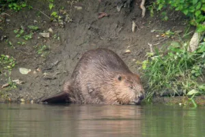 À la découverte des dents de la Loire