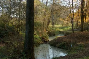 Les arbres remarquables