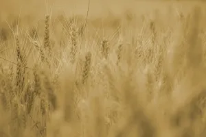 L'ABC DU HAUT-MINERVOIS - AGRICULTURE ET NATURE