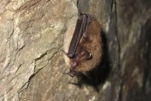 Découverte des chauves-souris