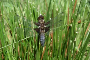 Les marais et leur biodiversité