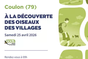 Balade nature "Découverte des oiseaux des villages" à Coulon