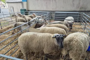 Foire ovine