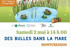 Des bulles dans la mare