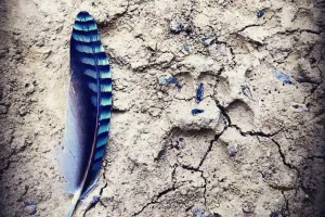 Sur la piste de la vie sauvage