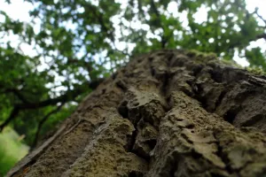 LA SECONDE VIE D’UN ARBRE