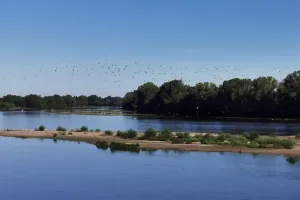 Nocturnes sur Loire : oiseaux de Loire