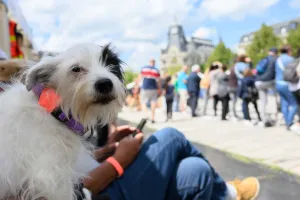Journée de l'animal 2026 à Chartres