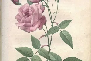 FESTIVAL LE LIVRE ET LA CORRESPONDANCE :  HISTOIRE DE LA ROSE