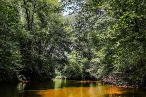 Conférence - Le Ciron, la rivière du Sud Gironde
