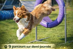 Concours canin - Agility