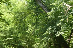 Exposition de Christophe Delaleau - "Hêtre au monde"