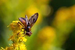 Rendez-vous aux jardins : Le jardin à travers les yeux