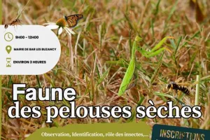 Faune des pelouses sèches